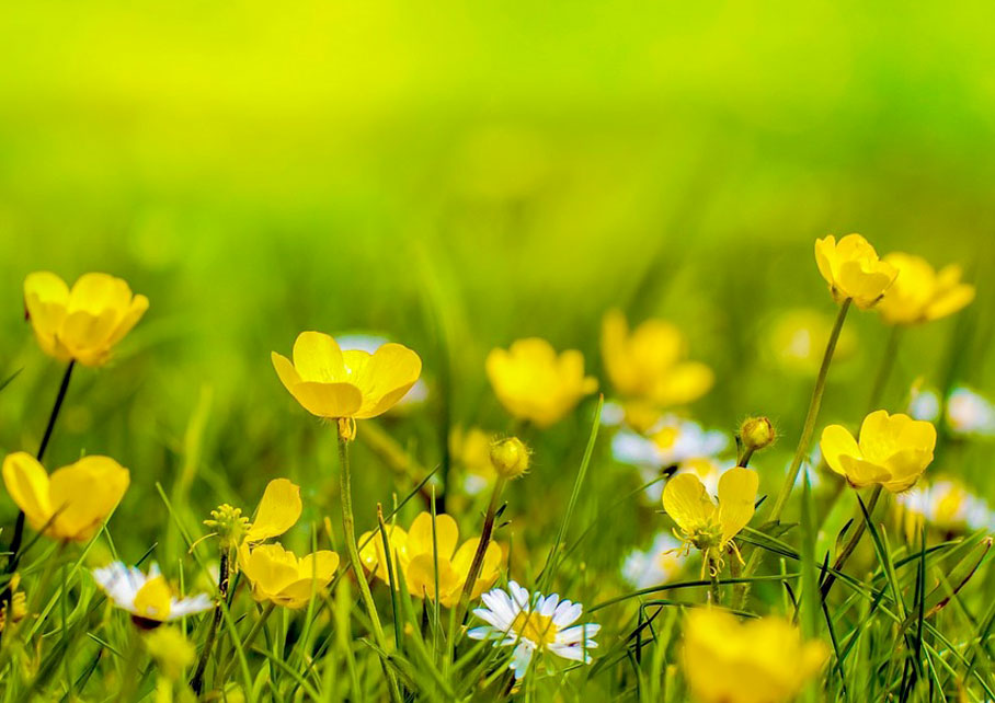 entretien de jardin fleuri