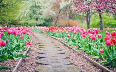 Comment aménager son jardin ?