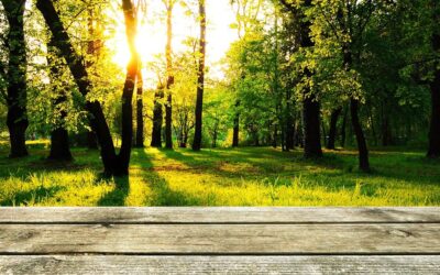 Les étapes cruciales pour la construction d’une terrasse de jardin en bois