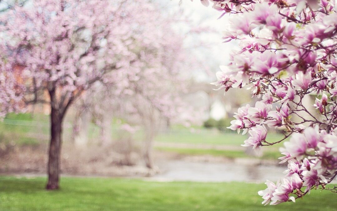 Quel arbre choisir un arbre pour son jardin