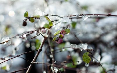 L’hivernage d’arbres à Mionnay pour préserver la santé des végétaux