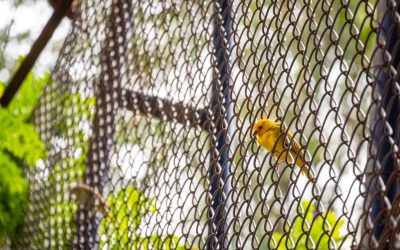 Création de volière à Mionnay dans votre jardin