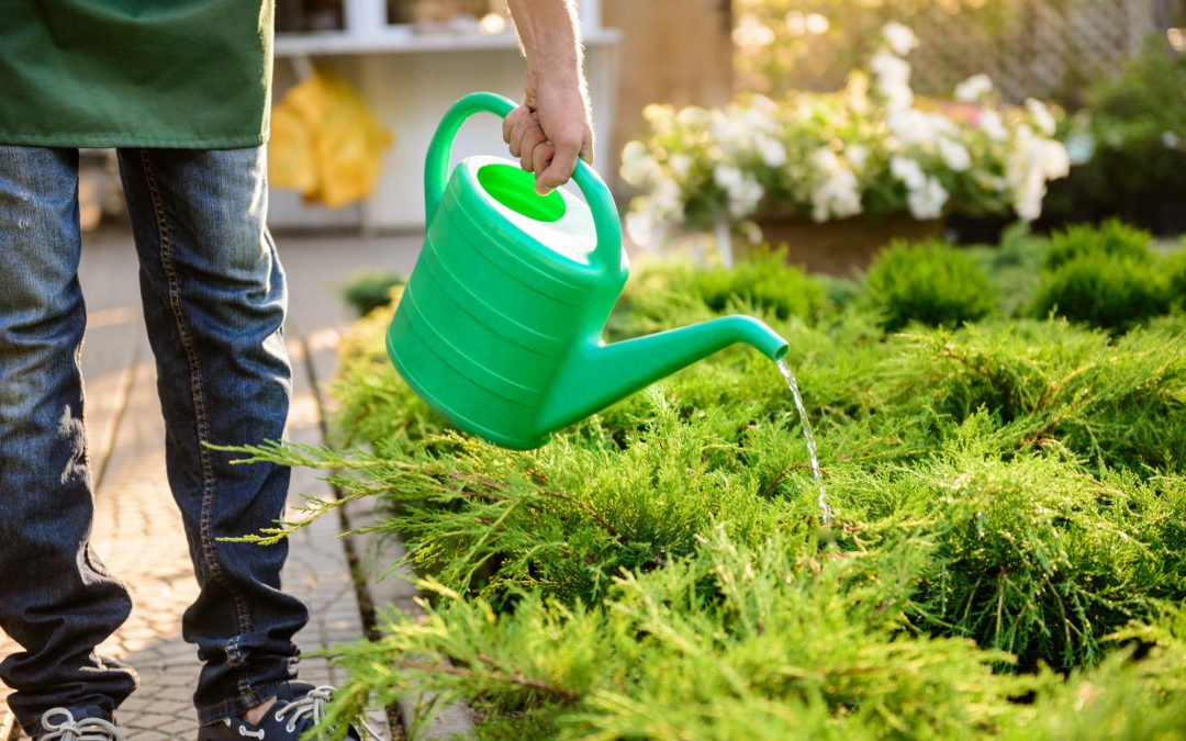 Entretien de jardin grâce à un service à la personne dans la Dombes.