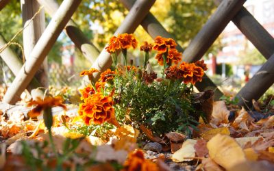Entretien de jardin en automne à Vonnas