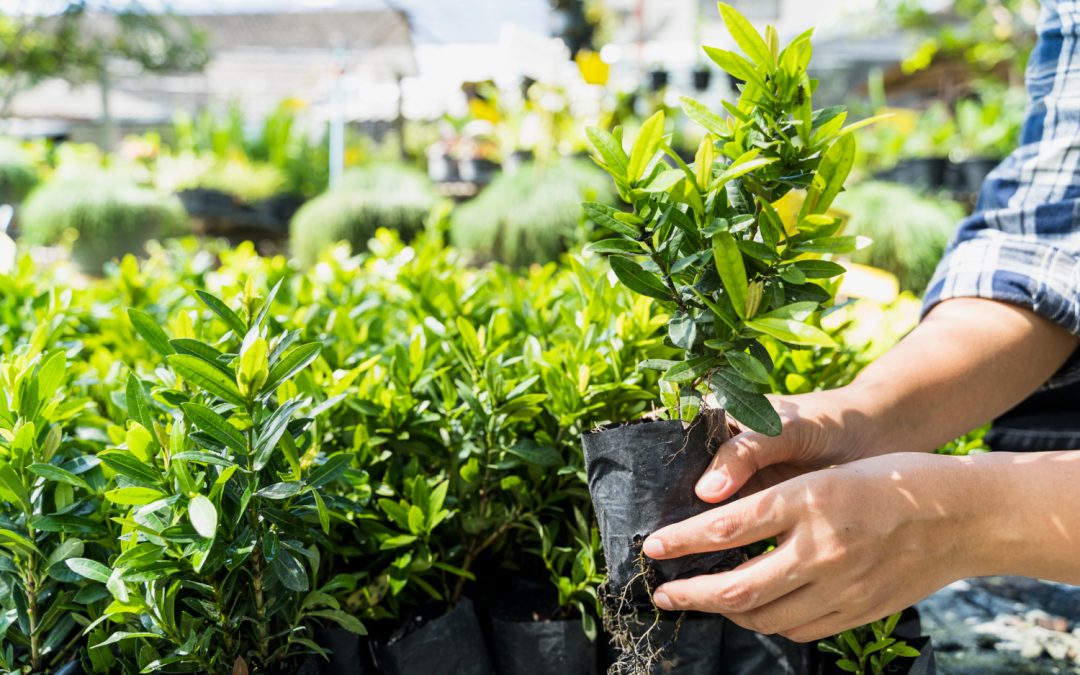 Un paysagiste à Limas dans un projet de création de jardin