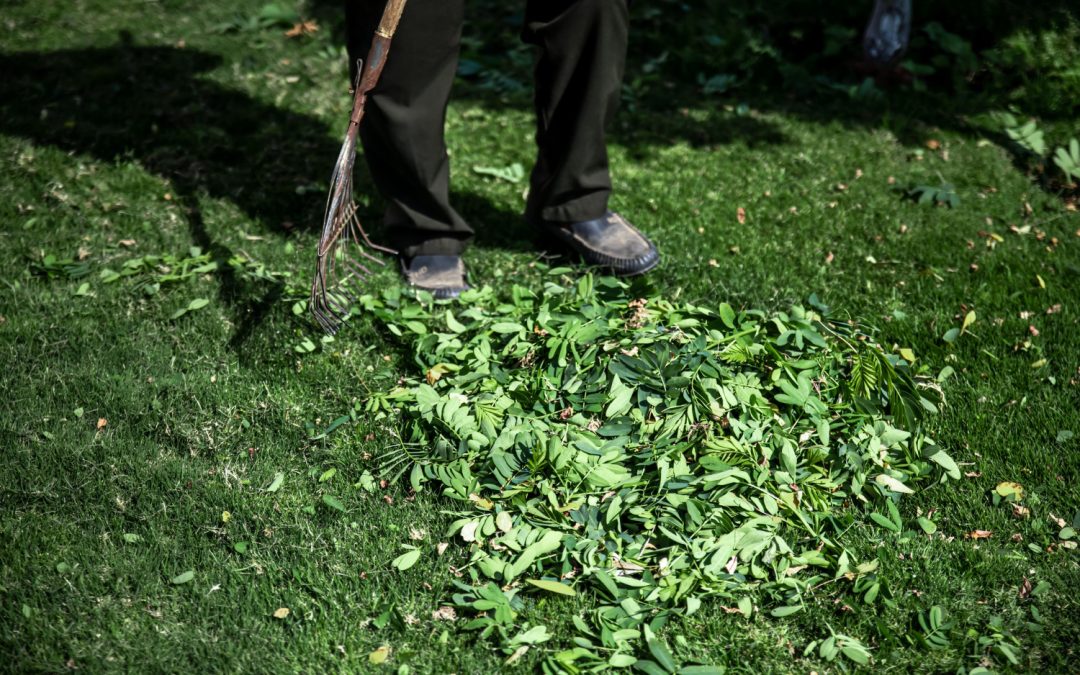 Comment réussir l’entretien de jardin à Belleville&nbsp;: le guide complet