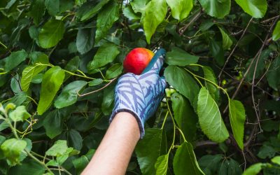 Entretien d’arbres fruitiers à Châtillon-sur-Chalaronne au fil des saisons